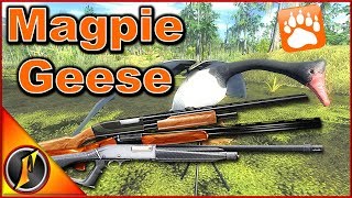 Shotgunning Magpie Geese  theHunter Classic 2018 [upl. by Janaya918]