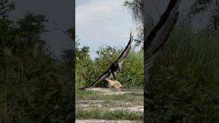 Black hawk eagle change able fly down on the ground to hunte bird amazing eagle food foryou [upl. by Nirahs]