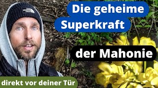 Mahonie  Die Heilpflanze die dich überraschen wird  Schönheit und Gesundheit in einem [upl. by Arakahs2]