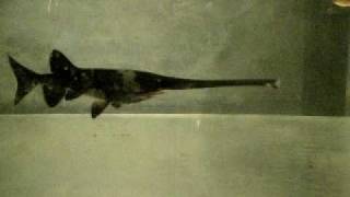 ヘラチョウザメ paddlefish [upl. by Yelrebmyk]