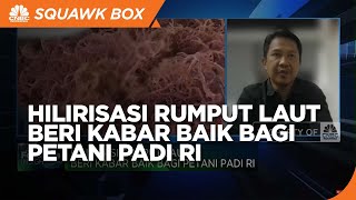 Gak Cuma Buat Agaragar Rumput Laut Bisa Bantu Petani Tingkatkan Produksi Padi [upl. by Ihsorih]