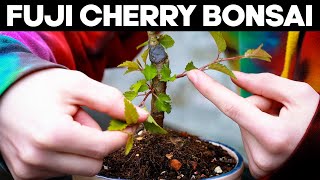 Refining a Fuji Cherry Bonsai Tree  KojoNoMai [upl. by Ytteb]