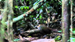 Scaled GroundCuckoo Neomorphus squamiger Todd 1925 [upl. by Brander254]