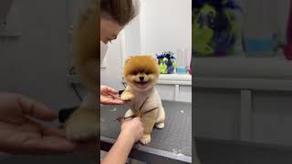 Happy pomeranian dancing  Pomeranian loves grooming [upl. by Mannuela194]