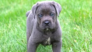 Cane Corso Puppies [upl. by Anderegg470]