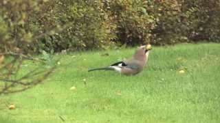 Eurasian jay and Common wood pigeon Nøtteskrike og Ringdue Сойка Вяхирь Gaai Houtduif [upl. by Atteve417]