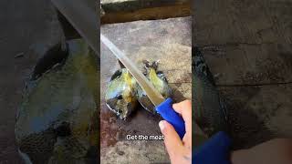 Crazy shrimp cook fishing fishingvideo fish trip cooking food shorts shortvideo fyp viral [upl. by Wemolohtrab654]