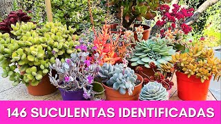 146 SUCULENTAS IDENTIFICADAS  Nombres Cientificos [upl. by Sorce]