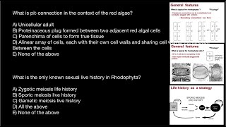 Live history of Rhodophyta  Primary and Secondary Pit Plugs [upl. by Novaj]