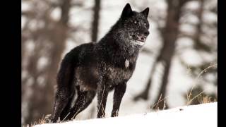 The alarm barking of an alpha male wolf in Yellowstone [upl. by Suilenrac]