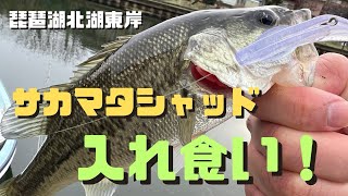 【彦根港】冬のパラダイスでサカマタシャッドが食われまくる！ [upl. by Veno314]