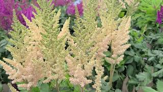 Astilbe Visions series  5 GORGEOUS🌟 Selections Feathery Plumes of Summer Perennial Color [upl. by Otrebile]