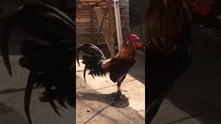 Kelso Yellow leg gallos gallofino rooster greenscreen [upl. by Yeldarb]