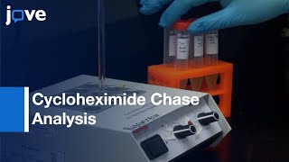 Cycloheximide Chase Analysis Of Protein Degradation Saccharomyces cerevisiae l Protocol Preview [upl. by Yereffej]