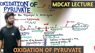 oxidation of pyruvate  NMDCAT 2021 [upl. by Eitsud]