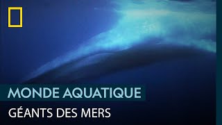 Avec les chercheurs qui étudient les fascinantes baleines bleues [upl. by Tartaglia278]