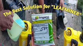 MIXING AND SPRAYING INSECTICIDES FOR LEAFMINER [upl. by Nenad]