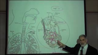 RESPIRATORY PHYSIOLOGY INTRO amp REVIEW OF FUNCTIONAL ANATOMY by Professor Fink [upl. by Quickman110]