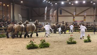 Belgian Draft Horse competition for lots of 3 mares [upl. by Fidele]