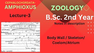 Amphioxus  BSc Zoology 2nd year  Lecture 3  Notes in Description [upl. by Nadirehs158]