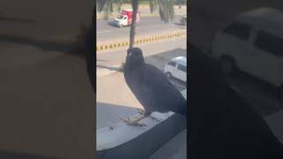 Mynah Bird Lali with original sound [upl. by Dnalram166]