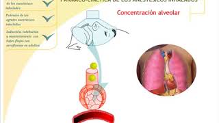 anestesia inhalatoria en adultos 1 [upl. by Anirol]