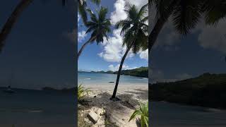 Relax Under the Palms on the Beach 🌴🏖️PalmsOnTheBeach BeachVibes TropicalParadise [upl. by Francyne]