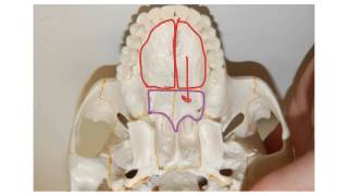 How to Biology amp Anatomy Skull hard palate [upl. by Berard]