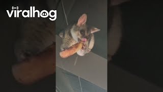 Ceiling Possum Eats Garlic Bread  ViralHog [upl. by Aniat426]