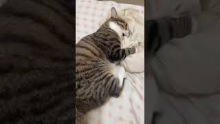 Cat engine 3 shorts cute beautiful cat love [upl. by Aeret]