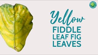 Why Are My Fiddle Leaf Fig Leaves Turning Yellow  Fiddle Leaf Fig Plant Resource Center [upl. by Tlevesor637]