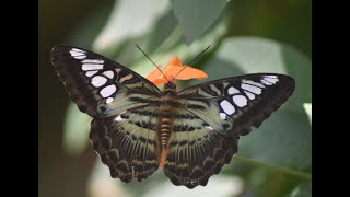 Clipper  Parthenos sylvia  Nymphalid butterfly [upl. by Scuram]