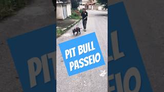 O Segredo por Traz do Passeip P1 pitbull adestramentodecaes comportamentocanino apbtlife apbt [upl. by Nelrsa]