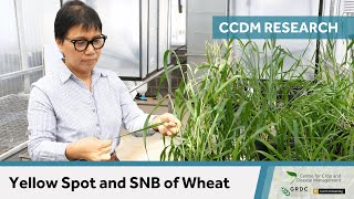 Yellow Spot and SNB of Wheat  10 Years of CCDM Research [upl. by Takashi]