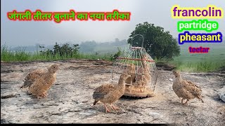 जंगली तीतर बुलाने का नया तरीका  A new way to call wild partridges  teetar shikar video amazing [upl. by Cyprus]