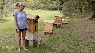 Beginner Beekeeping Ep 1  The difference between a Flow™ Hive and a Langstroth hive [upl. by Mosnar]