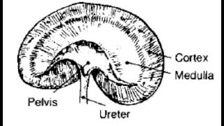 Session 5Urogenital system [upl. by Cohe]