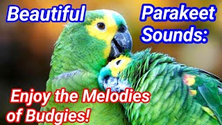 Beautiful Parakeet Sounds Enjoy the Melodies of Budgies [upl. by Claudie]