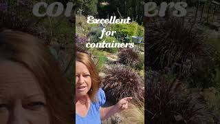 This plant is a must have Pennisetum setaceum Rubrum gardening shorts purplefountaingrass [upl. by Melitta]