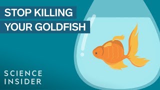 How To Keep Your Goldfish Alive For 15 Years [upl. by Ennaed385]