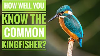 Common Kingfisher  Description Characteristics and Facts [upl. by Prosperus]