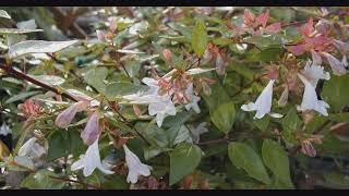 Glossy Abelia Francis Mason Abelia Grandiflora  Garden Shrubs and landscaping [upl. by Eedyak]