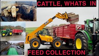 FEED COLLECTION  LOOK AT WHAT CATTLE WERE FEEDING [upl. by Wildee]