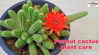 Echinopsis Chamaecereus plant care and propagationPeanut cactus plant care [upl. by Anayd394]