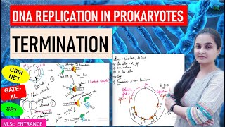 TERMINATION  DNA REPLICATION IN PROKARYOTES  IN HINDI  by Vidhuna Sood [upl. by Nosa84]