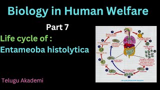 Biologyinhumanwelfare Part7Entamoeba histolytica neet eamcet zoology shortnotes tricks cuet [upl. by Hevak264]