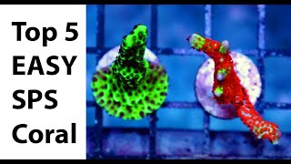 Top 5 Easy Beginner SPS Hard Corals [upl. by Wakerly]