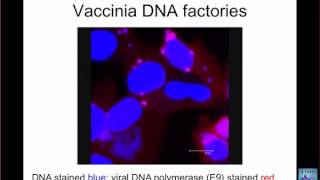 TWiV 106 Making viral DNA II [upl. by Hanfurd889]