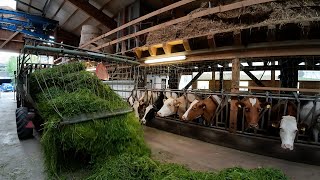 Milchviebetrieb 🇨🇭🐄🌱🥛 vom Gras bis in den Milchtank [upl. by Adiana]