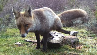 Zorro lisiado Vulpes vulpes marca sobre una roca 464 [upl. by Einot799]